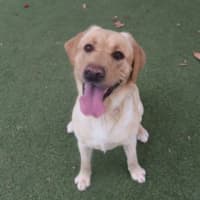 Photo of Ollie