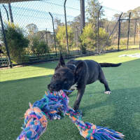 Photo of Shishka Imp 1696