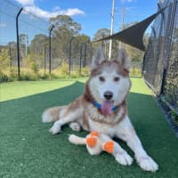 Photo of Prince Imp 1800