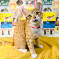 Photo of Fudge   Located In Preston 