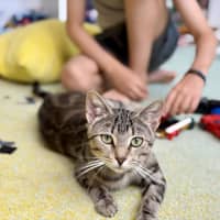 Photo of Luna *9 Lives Project Rescue*