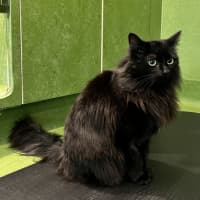 Photo of Monsieur Chat