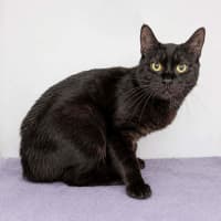 Photo of Cypress