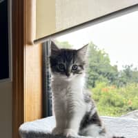 Photo of Poppy   Located In Lower Plenty