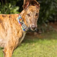 Photo of Candy 🍭   The Greyhound