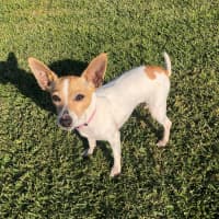 Photo of Sandi   6 Year Old Tenterfield Terrier