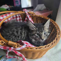 Photo of Talon
