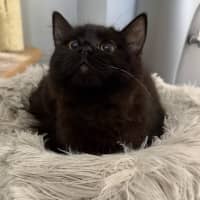 Photo of Luna