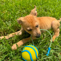 Photo of Juan   11 Week Old Staffy X
