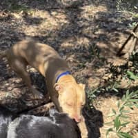 Photo of Nala