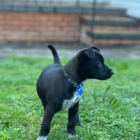 Photo of River   8 Week Old Kelpie X