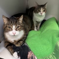 Photo of Millie (Bonded To Milo)