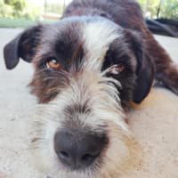 Photo of Benson