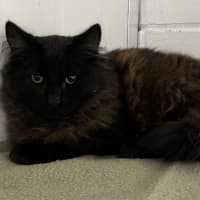 Photo of Nox
