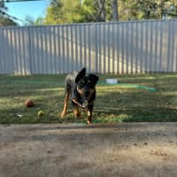 Photo of Draco   3 Year Old Kelpie X Koolie