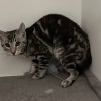 Photo of Silver