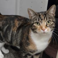 Photo of Syrup   6 Year Old Domestic Short Hair