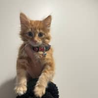 Photo of Buddy   Located In Pakenham