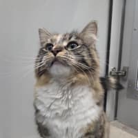 Photo of Polly (Bonded To Cassie)