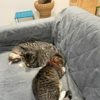 Photo of Ron (Weasley) Of Harry Potter Fame