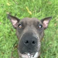 Photo of Luna