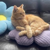 Photo of Gingerbread