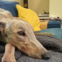 Photo of Ace, The Greyhound 