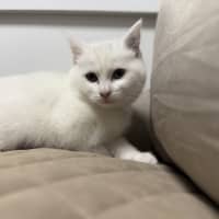 Photo of Lychee (Was Milko)