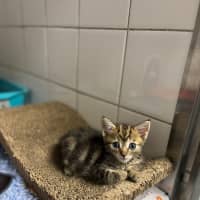Photo of Ember
