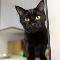 Photo of Cleo