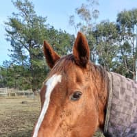 Photo of Ginger (Montville Lass)