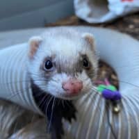 Photo of Fig, Anthea & Danger Mouse