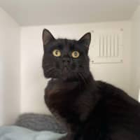 Photo of 🏴‍☠️ Henry 5431 🏴‍☠️