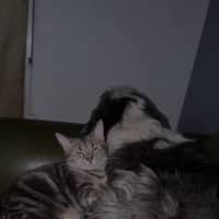 Photo of Dusty  (Empty The Nest $50 Adoption Special )