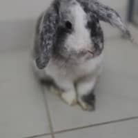 Photo of Pickles 