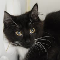Photo of Oscar