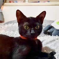 Photo of Georgie (C Mum 3)