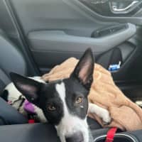 Photo of Kiki   1 Year Old Cattle Dog X