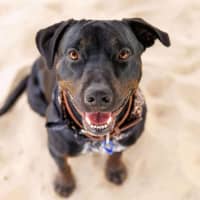 Photo of Macy   2 Year Old Rottweiler X