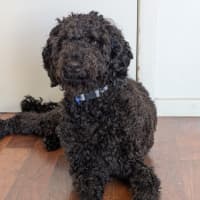 Photo of Tello   1 Year Old Poodle