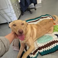 Photo of Trooper! 🦺