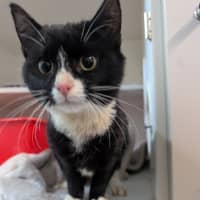 Photo of Pebbles