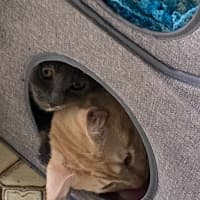 Photo of Winston 