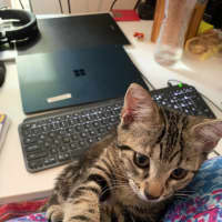 Photo of Licketty Split