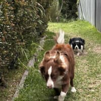Photo of Zeke   11 Month Old Border Collie