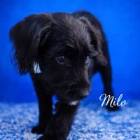 Photo of Milo