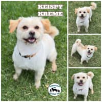 Photo of Krispy Kreme 