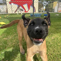 Photo of Chico