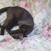 Photo of Pretzel 🥨