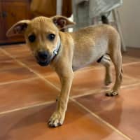 Photo of Huckleberry